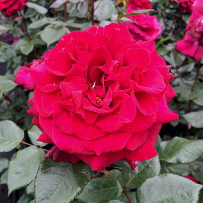 Stammrose 'Bellevue'®, Edelrose, Stammhöhe 60cm, Topf 7,5 Liter Stammrose 'Bellevue'®, Edelrose, Stammhöhe 60cm, Topf 7,5 Liter