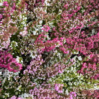 Glockenheide 'Trio' rot-rosa-weiß, Topf-Ø 12cm, 6 Pflanzen Glockenheide 'Trio' rot-rosa-weiß, Topf-Ø 12cm, 6 Pflanzen