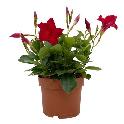 Dipladenie 'Qdeville®', rot, buschartig, Topf-Ø 17 cm, Höhe ca. 40 cm