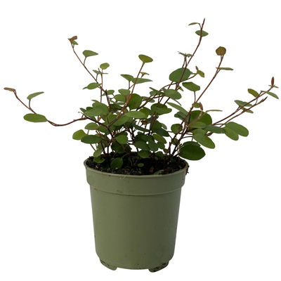 Mühlenbeckia, Mini, Topf-Ø 6 cm, 12 Pflanzen Mühlenbeckia, Mini, Topf-Ø 6 cm, 12 Pflanzen