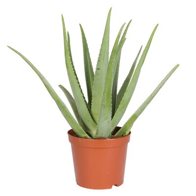 Aloe vera, Topf-Ø 25 cm, Höhe ca. 55 cm Aloe vera, Topf-Ø 25 cm, Höhe ca. 55 cm