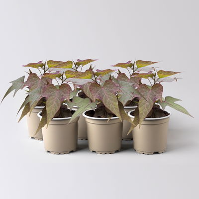 Süßkartoffel, bronzelaubig, Zierform, Topf-Ø 12 cm, 6er-Set Süßkartoffel, bronzelaubig, Zierform, Topf-Ø 12 cm, 6er-Set