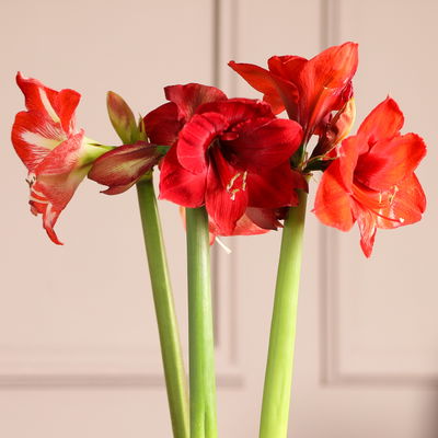 Amaryllis in Wachs, Dekor 'Snow Flakes', handbemalt, Blüte rot Amaryllis in Wachs, Dekor 'Snow Flakes', handbemalt, Blüte rot