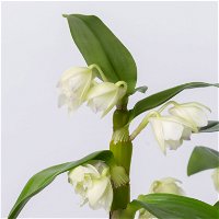 Dendrobium, weiß, Topf-Ø 12 cm, Höhe ca. 50-60 cm