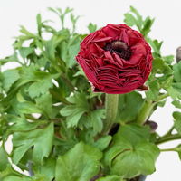 Ranunkel, rot, Topf-Ø 13 cm, 6 Pflanzen