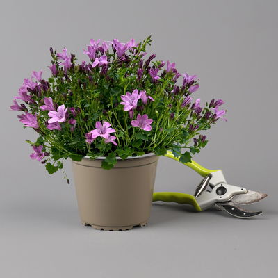 Glockenblume 'Ambella® Pink' rosa, Topf-Ø 15 cm, 3er-Set Glockenblume 'Ambella® Pink' rosa, Topf-Ø 15 cm, 3er-Set