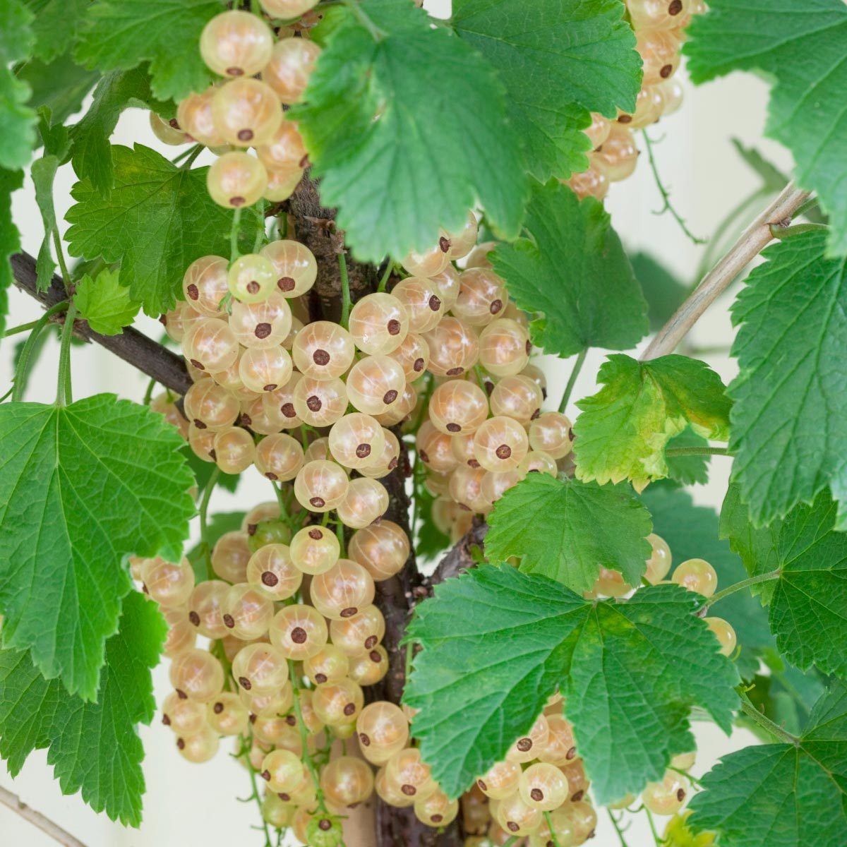 Johannisbeeren Jonkheer van Tets und Weiße Versailler kaufen│PflanzenKölle