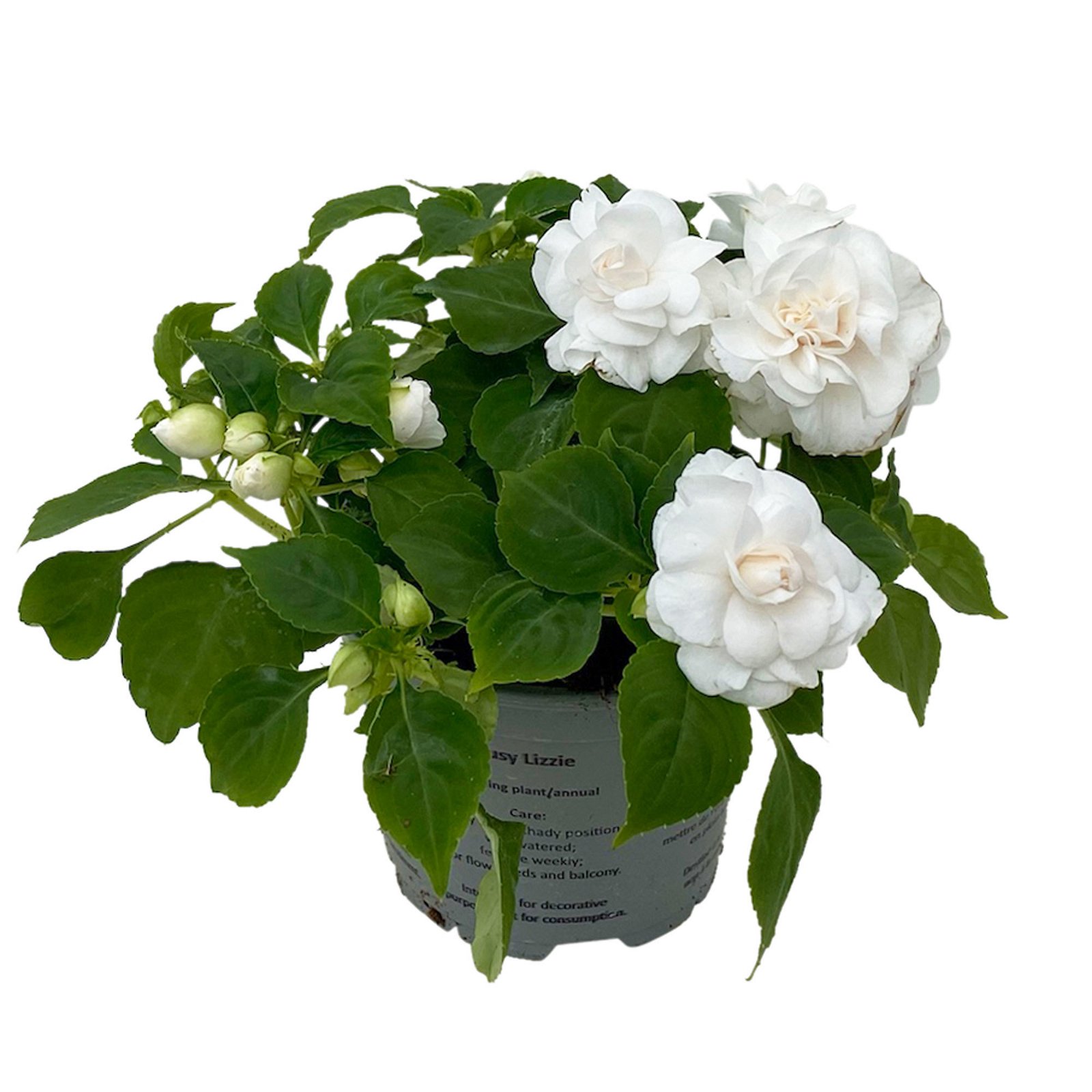 Fleißiges Lieschen 'White' weiß, gefüllt blühend, Topf -Ø 12 cm, 6er-Set