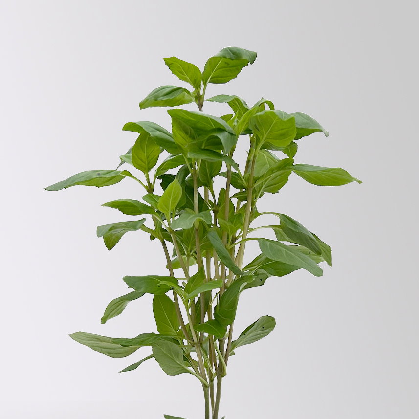 Kölle Bio Thaibasilikum, Topf-Ø 12 cm