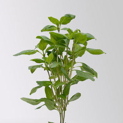 Kölle Bio Thaibasilikum, Topf-Ø 12 cm