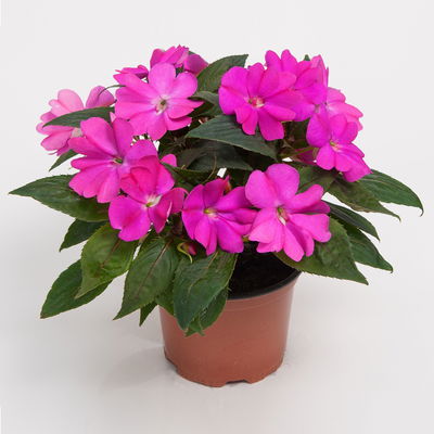 Edellieschen, lila, Topf-Ø 12 cm, 6 Pflanzen