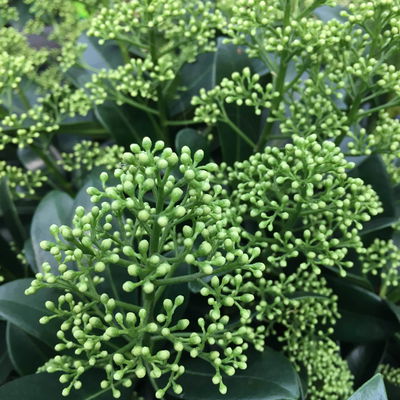 Blütenskimmie 'Finchy', Skimmia japonica, weiß, Topf-Ø 19 cm Blütenskimmie 'Finchy', Skimmia japonica, weiß, Topf-Ø 19 cm