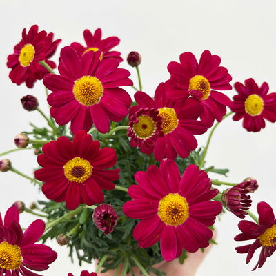 Margerite, Farben zufällig, Topf-Ø 11 cm, 8 Pflanzen