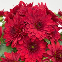 Chrysanthemen, Farben nach Verfügbarkeit, Topf-Ø 10,5 cm, 8er-Set