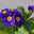 Hohe Schlüsselblume 'Inara® Blue' blau-violett, Topf-Ø 13 cm, 6er-Set