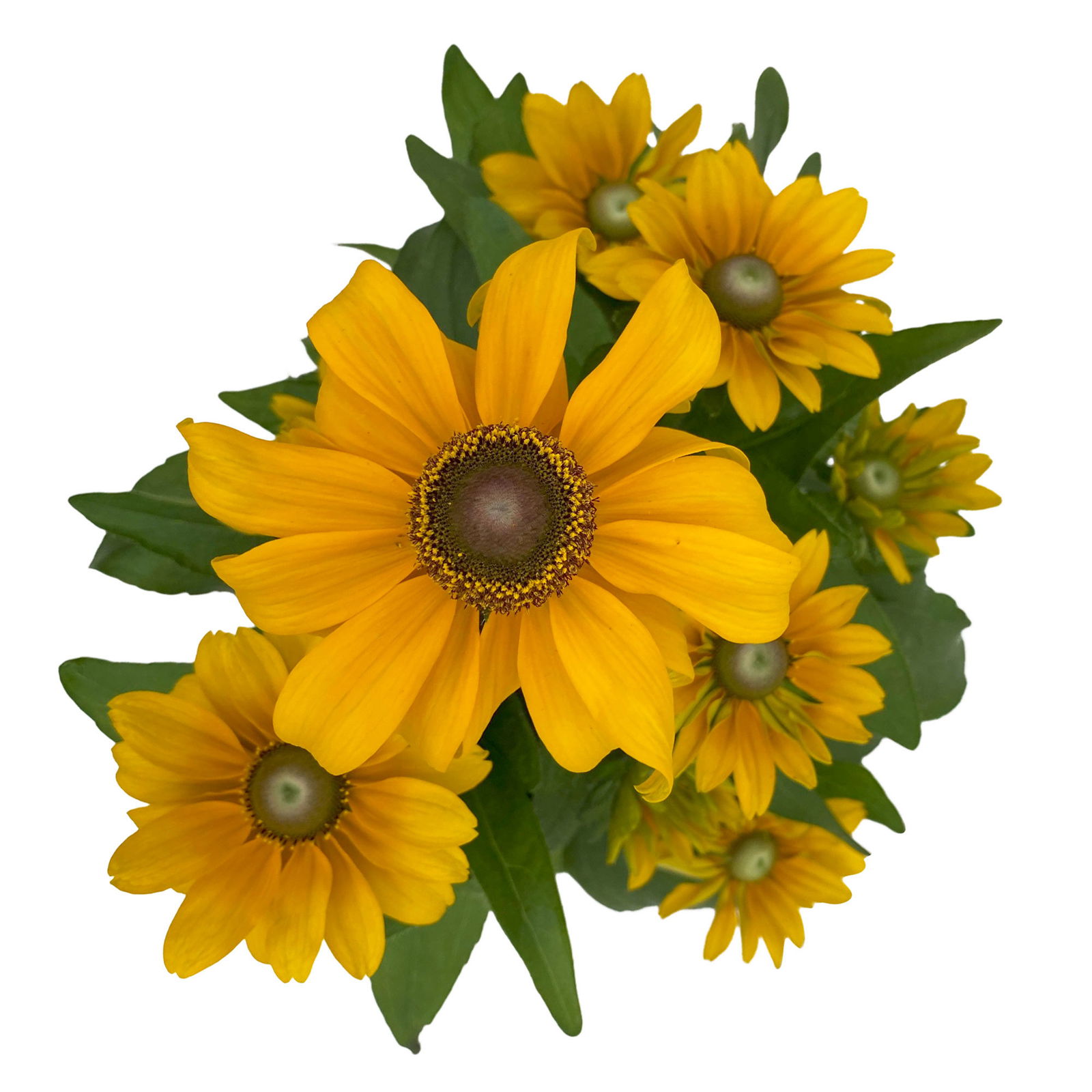 Sonnenhut 'Toto®', gelb, Pflanzware, Topf-Ø 13, 3er-Set
