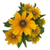Sonnenhut 'Toto®', gelb, Pflanzware, Topf-Ø 13, 3er-Set