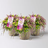 Knospenheide 'Rasta Girls®', überhängend, dreifarbig, Topf-Ø 13 cm, 3 Pflanzen