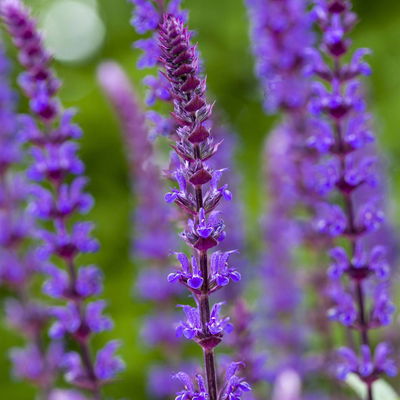 Salvia nemorosa 'Caradonna' dunkelblau, Topf 11x11 cm, 3 Pflanzen Salvia nemorosa 'Caradonna' dunkelblau, Topf 11x11 cm, 3 Pflanzen