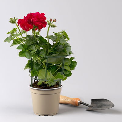 Geranie 'Medio Karolina Dark Red' rot, hängend, Topf-Ø 13 cm, 6er-Set