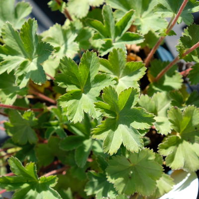 Bio Zwerg-Frauenmantel, grün-gelb, Topf 9x9 cm, 3 Pflanzen