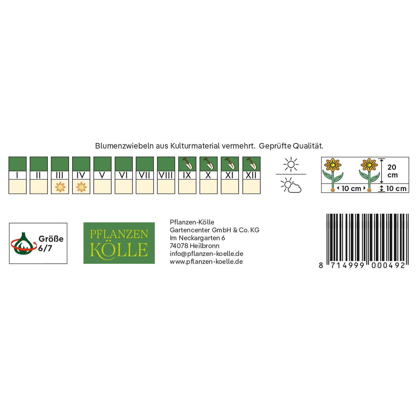 Wildtulpen Turkestanica weiß, 10 Blumenzwiebeln Wildtulpen Turkestanica weiß, 10 Blumenzwiebeln