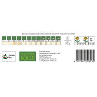 Wildtulpen Turkestanica weiß, 10 Blumenzwiebeln Wildtulpen Turkestanica weiß, 10 Blumenzwiebeln