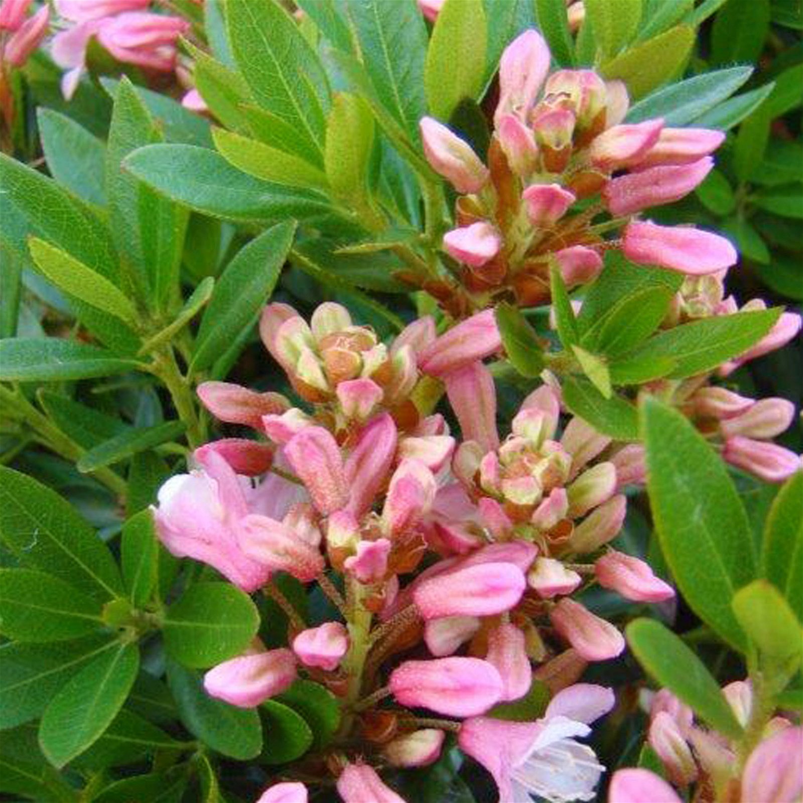 Rhododendron 'Bloombux'® Pink, 6er-Set, Höhe 20-25 cm, Topf 2 Liter