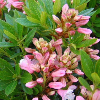 Rhododendron 'Bloombux'® Pink, 6er-Set, Höhe 20-25 cm, Topf 2 Liter Rhododendron 'Bloombux'® Pink, 6er-Set, Höhe 20-25 cm, Topf 2 Liter