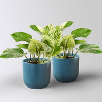 Efeutute 'Marble Queen', Topf-Ø 12 cm, inkl. Übertopf Vibes blau, 2 Pflanzen