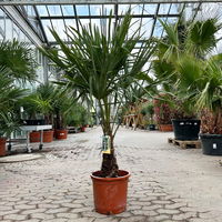 Hanfpalme, Topf-Ø 30 cm, Höhe ca. 160-170 cm