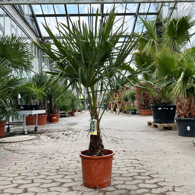 Hanfpalme, Topf-Ø 30 cm, Höhe ca. 160-170 cm