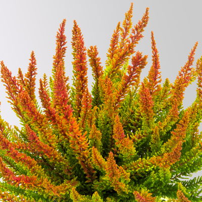 Pflanzenkreation Herbstfeuer rot-orange, klein, 6 Pflanzen