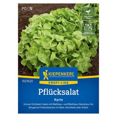 Gemüsesamen, Eichblattsalat 'Kyrio' Gemüsesamen, Eichblattsalat 'Kyrio'