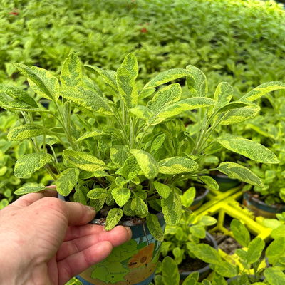 Bio Goldsalbei, Topf-Ø 12cm