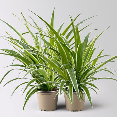 Grünlilie 'Irish', grün-weiß, Topf-Ø 12 cm, 2 Pflanzen Grünlilie 'Irish', grün-weiß, Topf-Ø 12 cm, 2 Pflanzen