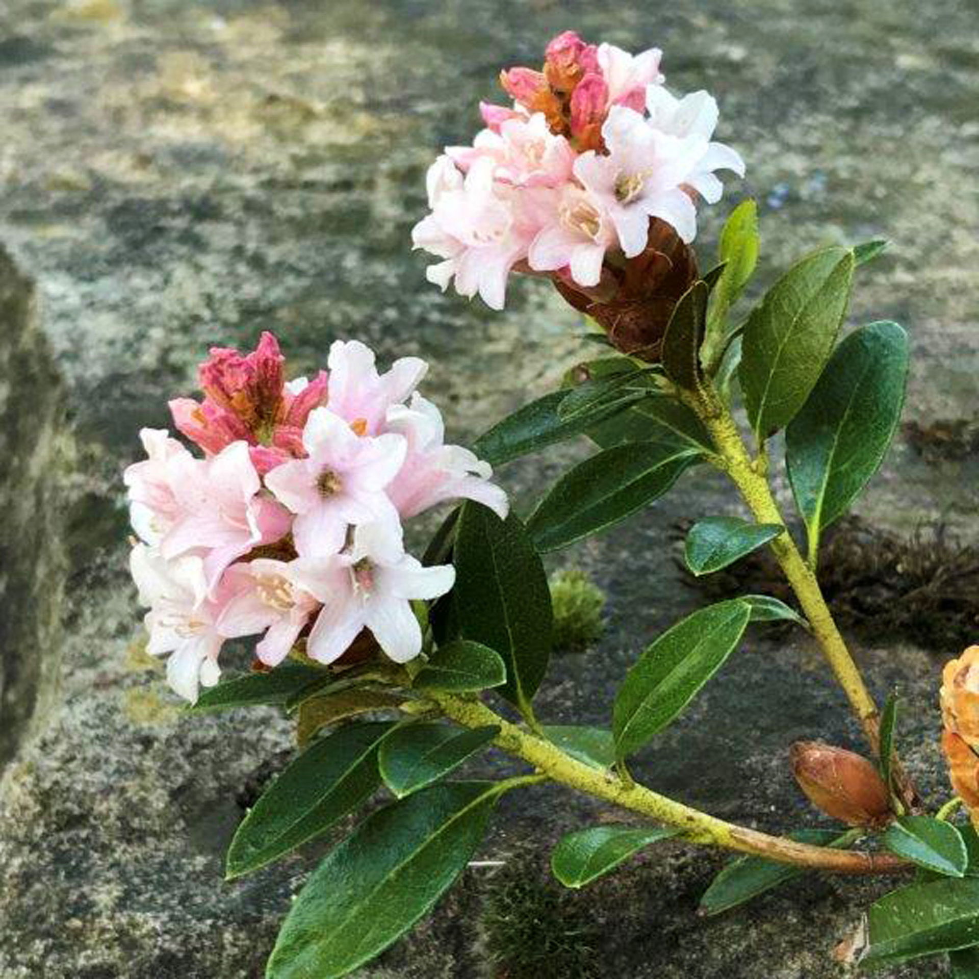 Rhododendron micranthum 'Bloombux' ® online kaufen PflanzenKölle