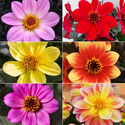 Dahlie bienenfreundlich, Farbe zufällig, Topf-Ø 14 cm, 4 Pflanzen