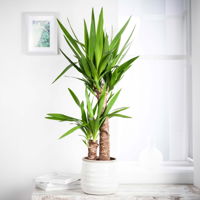 Palmlilie, Topf-Ø 17 cm, Höhe ca. 60-80 cm