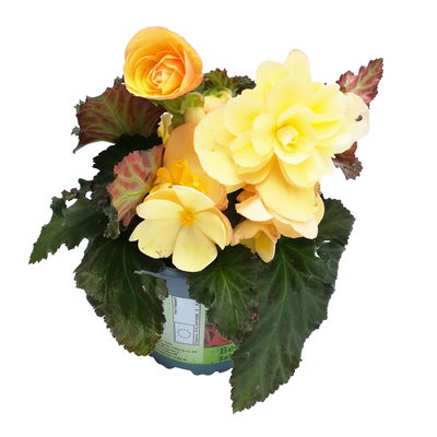 Begonie 'Peach', 6er-Set, apricot, Topf 13 cm Ø