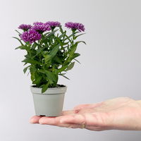 Aster dumosus Mini, Farb-Mix zufällig, Topf-Ø 6 cm, 8 Stück