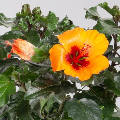 Hibiskus 'Petit Orange®', Topf-Ø 13 cm, Höhe ca. 35 cm, 2 Pflanzen