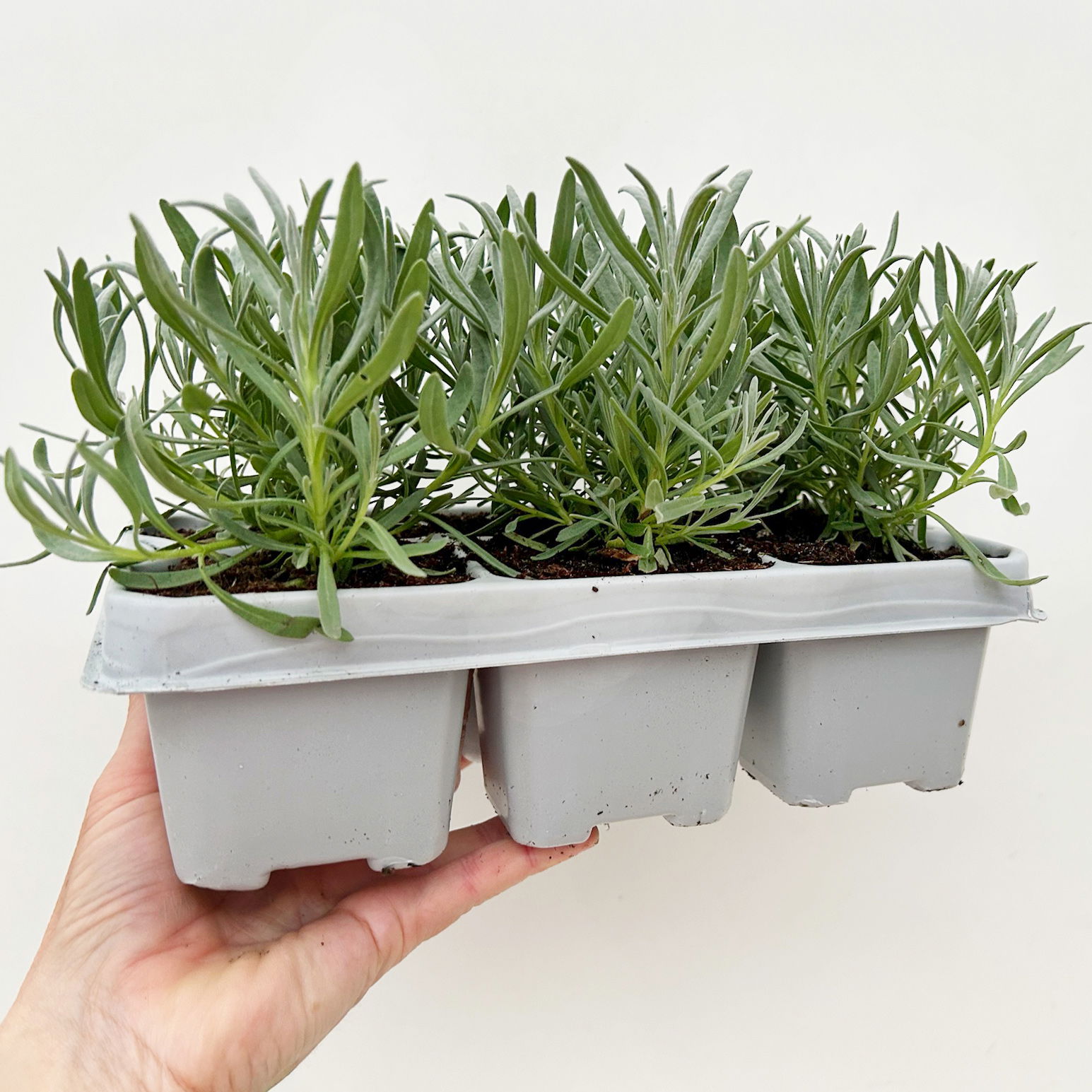 Lavendel, weiß, Ballen-Ø ca. 7 cm, 3x 6 Pflanzen im Tray