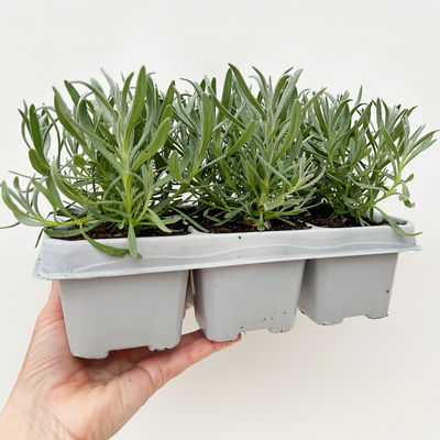 Lavendel, weiß, Ballen-Ø ca. 7 cm, 3x 6 Pflanzen im Tray Lavendel, weiß, Ballen-Ø ca. 7 cm, 3x 6 Pflanzen im Tray