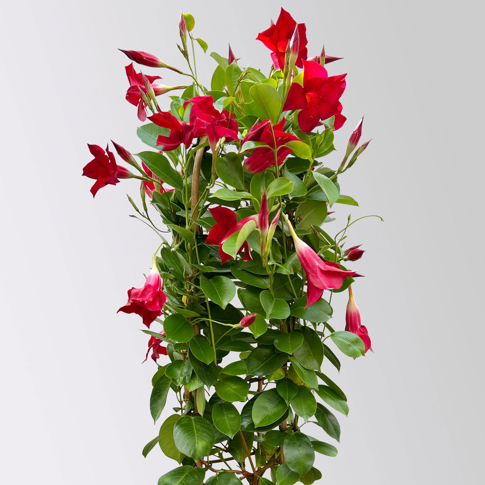 Dipladenie rot, Doppelbogen, Topf-Ø 17 cm,  Höhe ca. 60 cm