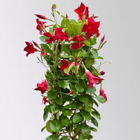 Dipladenie rot, Doppelbogen, Topf-Ø 17 cm,  Höhe ca. 60 cm