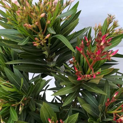 Oleander 'Trio' mehrfarbig, Topf-Ø 22 cm, Höhe ca. 60cm Oleander 'Trio' mehrfarbig, Topf-Ø 22 cm, Höhe ca. 60cm