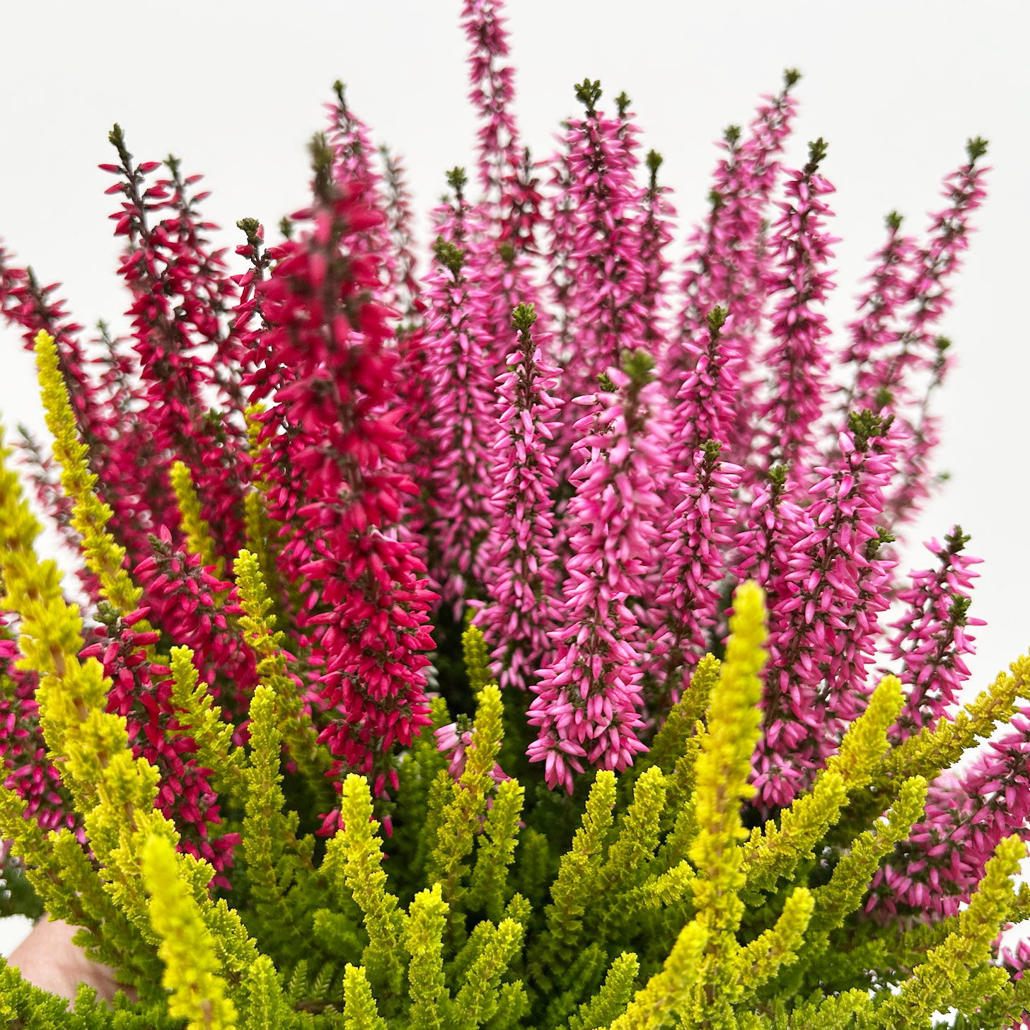 Calluna 'Beauty Ladies® Trio Melody', rot-rosa-gelb, Topf-Ø 13 cm, 6 Pflanzen Calluna 'Beauty Ladies® Trio Melody', rot-rosa-gelb, Topf-Ø 13 cm, 6 Pflanzen