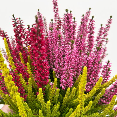 Calluna 'Beauty Ladies® Trio Melody', rot-rosa-gelb, Topf-Ø 13 cm, 6 Pflanzen Calluna 'Beauty Ladies® Trio Melody', rot-rosa-gelb, Topf-Ø 13 cm, 6 Pflanzen