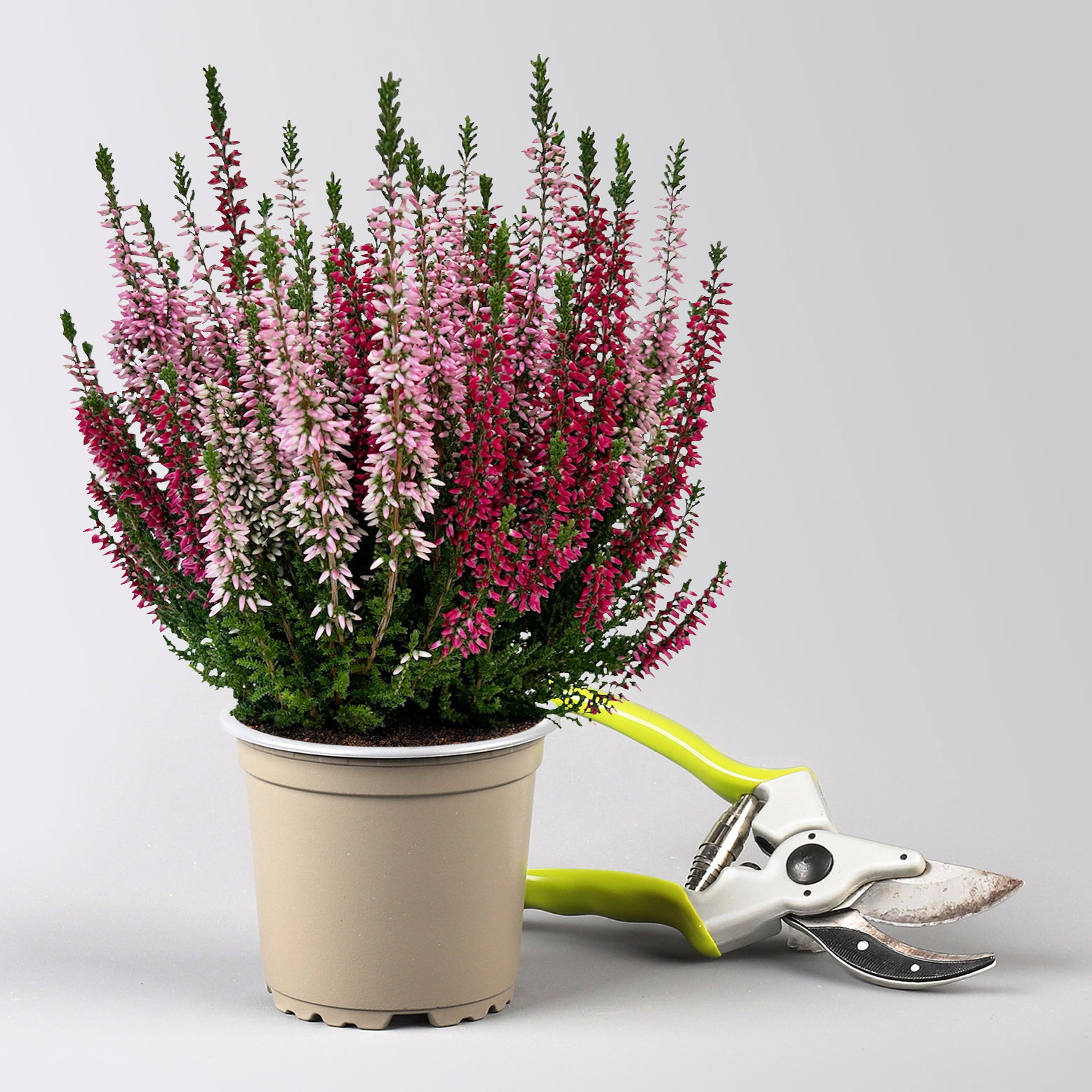 Calluna 'Twin', rot-rosa, Topf-Ø 10,5 cm, 6 Pflanzen Calluna 'Twin', rot-rosa, Topf-Ø 10,5 cm, 6 Pflanzen